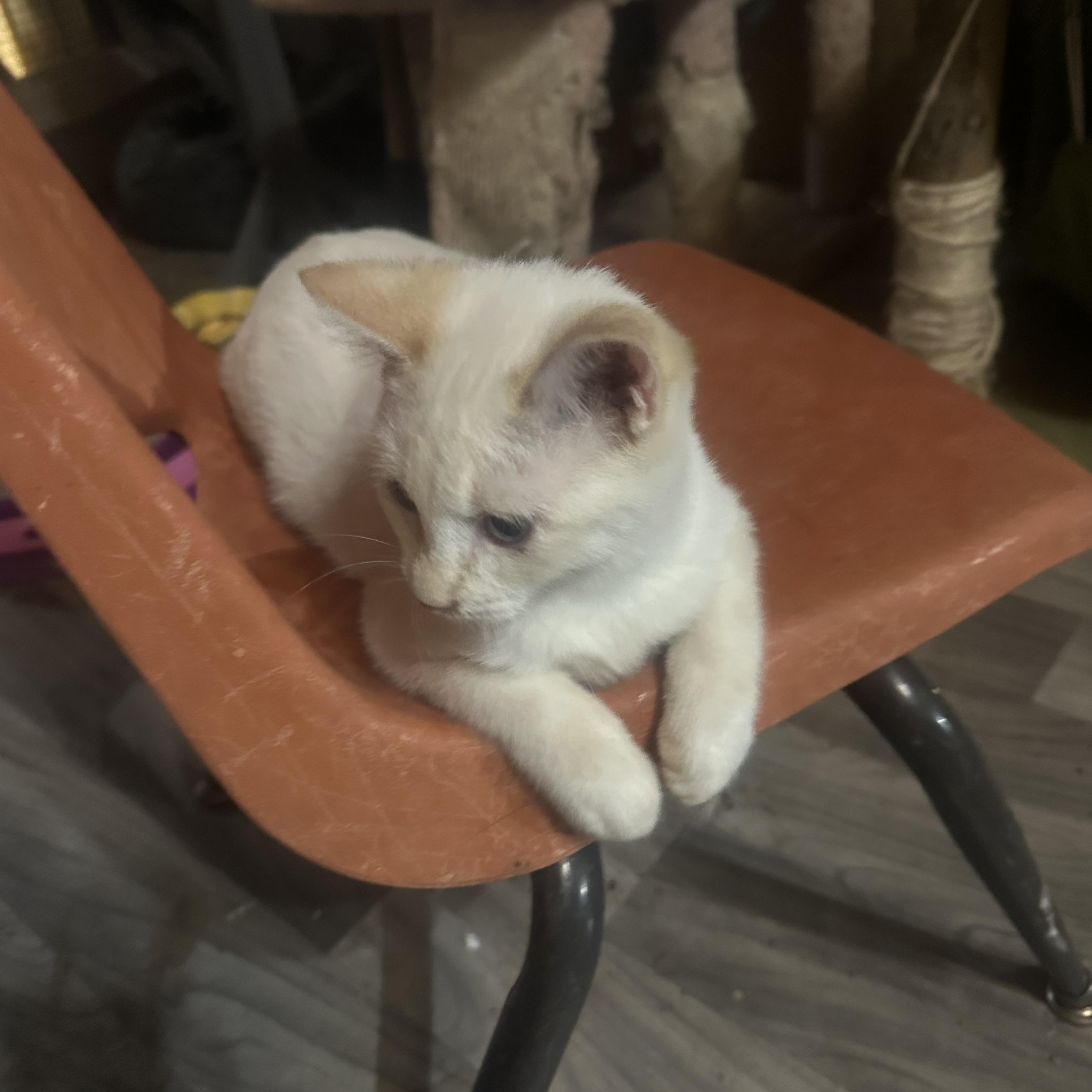 Albatross, an adoptable Siamese in kingman, AZ, 86409 | Photo Image 3
