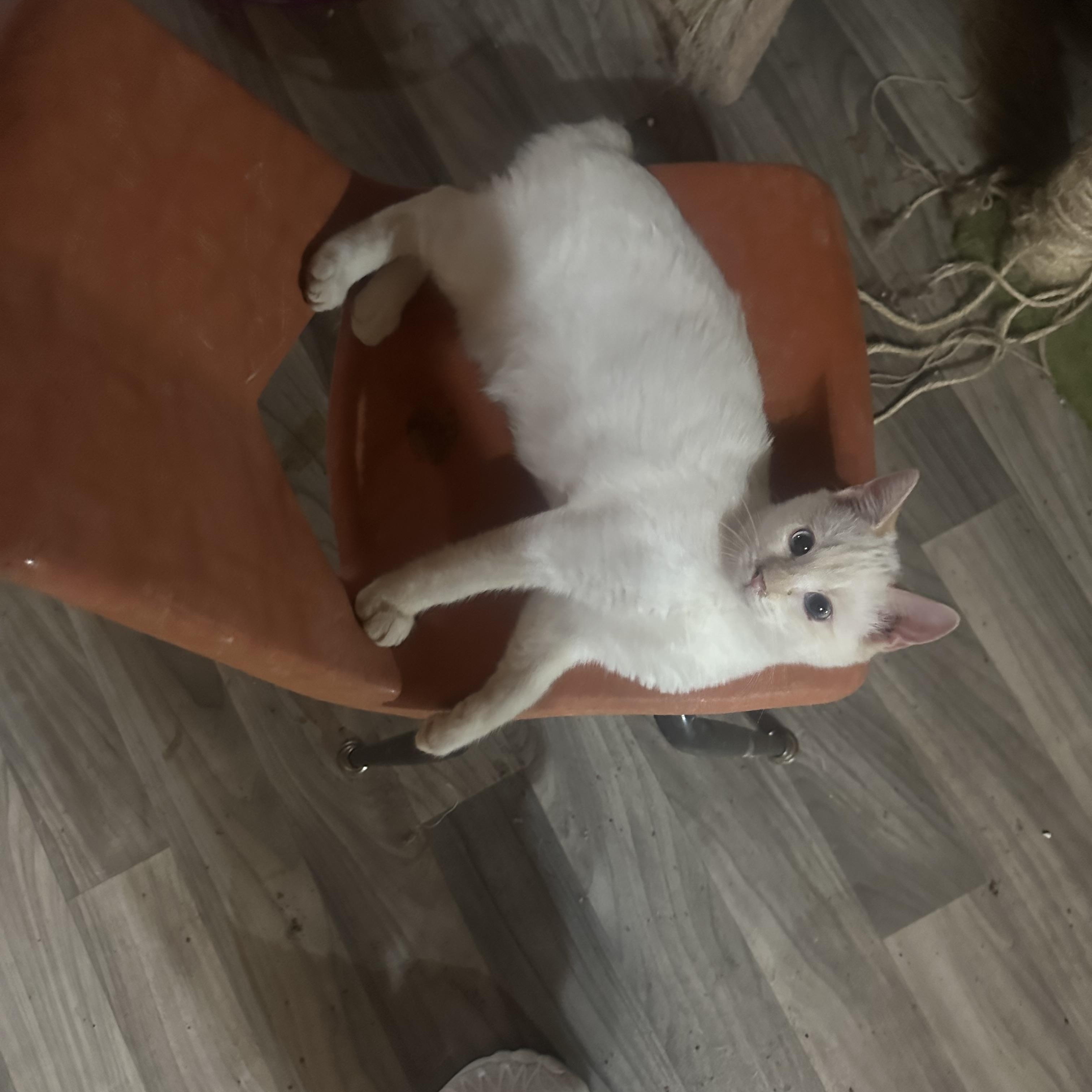 Albatross, an adoptable Siamese in kingman, AZ, 86409 | Photo Image 2