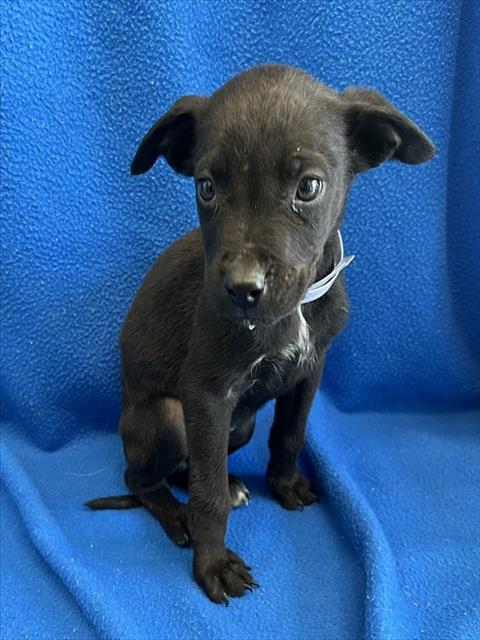 Enlarge IONA, a Adoptable Labrador Retriever in Lancaster, CA image 1/1
