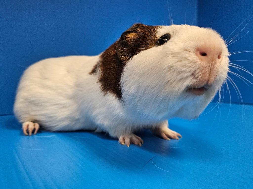Roquefort, Adoptable, Adult Male Guinea Pig.