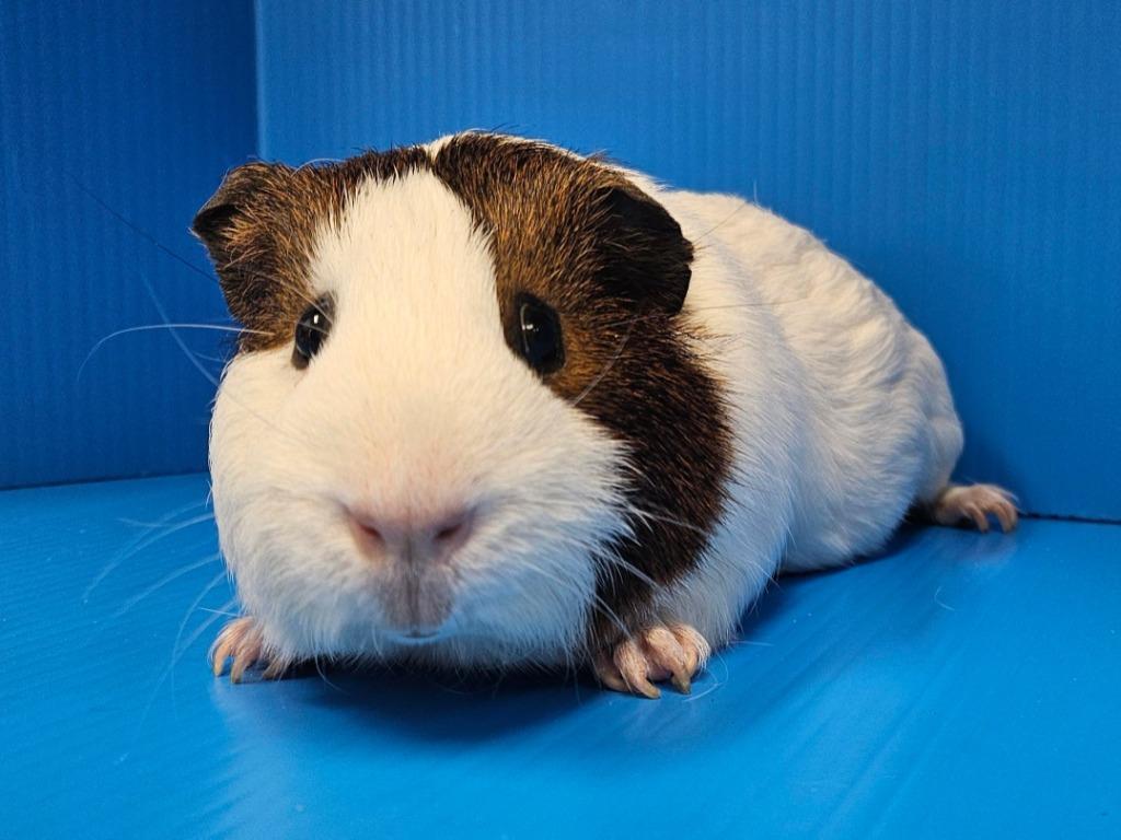 Roquefort, Adoptable, Adult Male Guinea Pig.