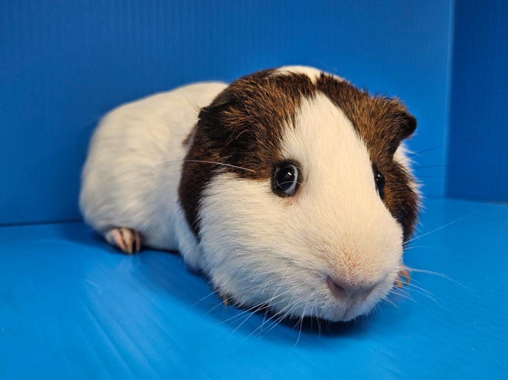 Enlarge Roquefort, a Adoptable mixed breed in Lewisville, TX image 3/3