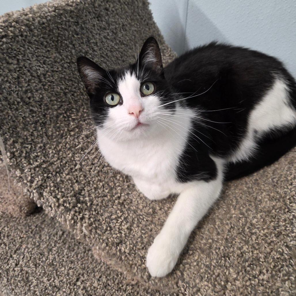 Eevee, Adoptable, Adult Female Domestic Short Hair.