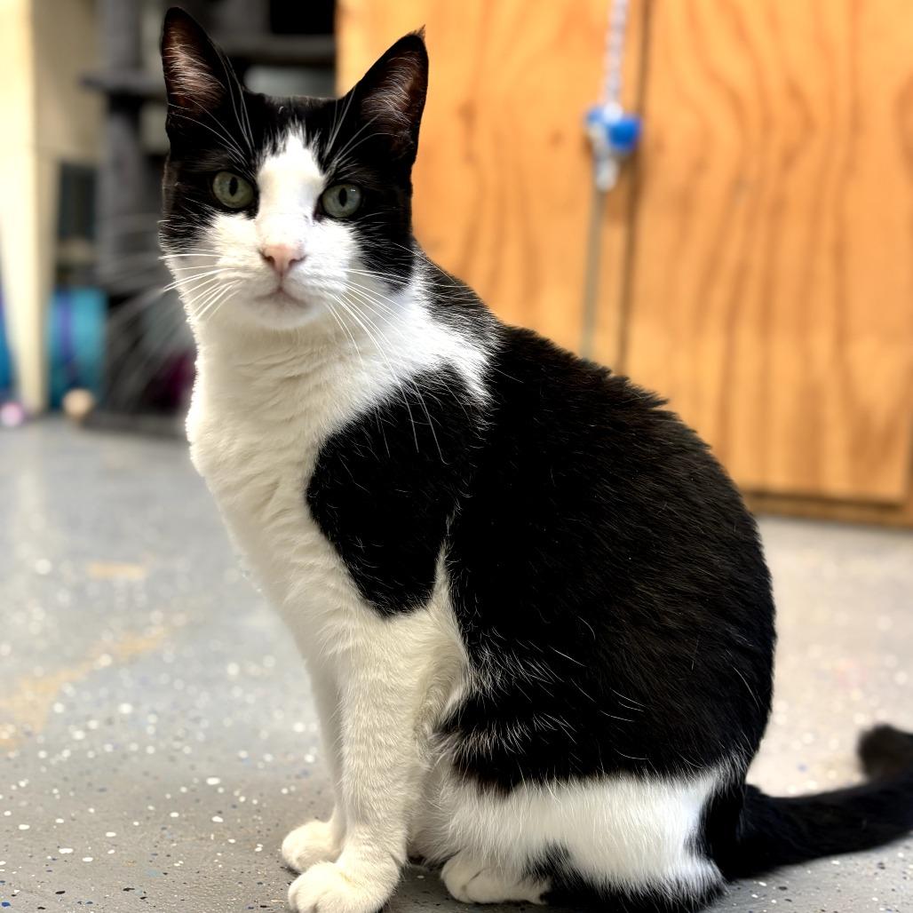 Enlarge Eevee, a Adoptable mixed breed in Pontiac, IL image 2/4