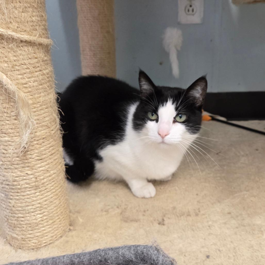 Enlarge Eevee, a Adoptable mixed breed in Pontiac, IL image 3/4