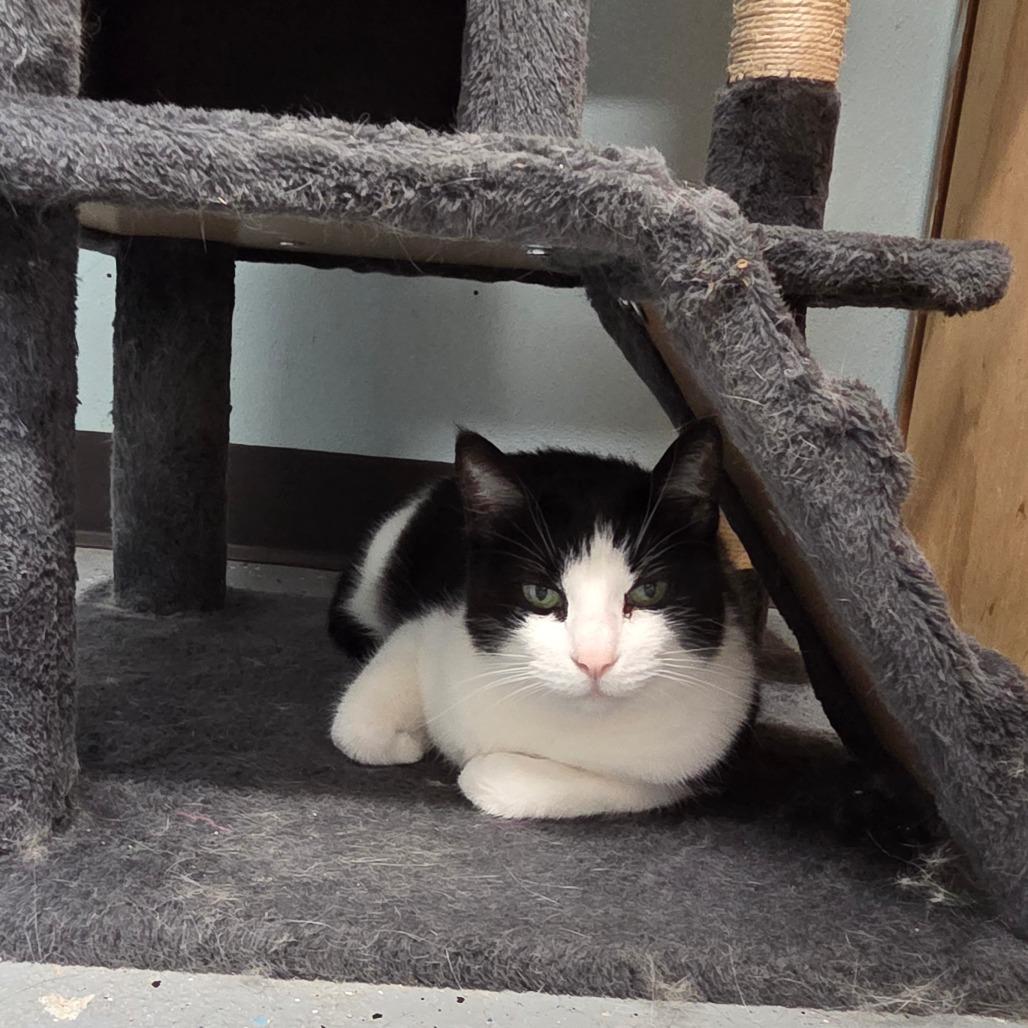 Enlarge Eevee, a Adoptable mixed breed in Pontiac, IL image 4/4