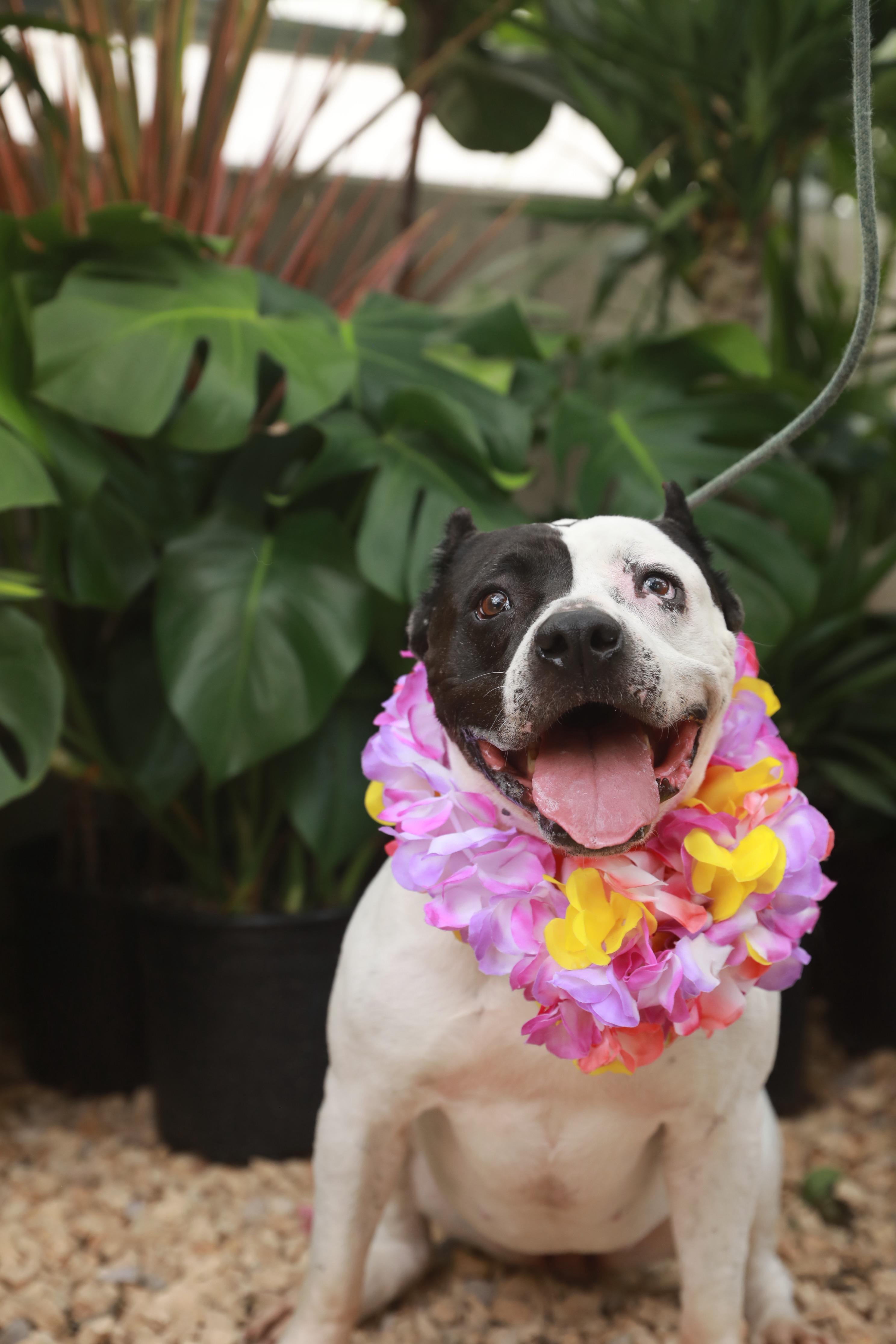 Enlarge Luna (Courtesy Post), a Adoptable mixed breed in Los Angeles, CA image 3/6