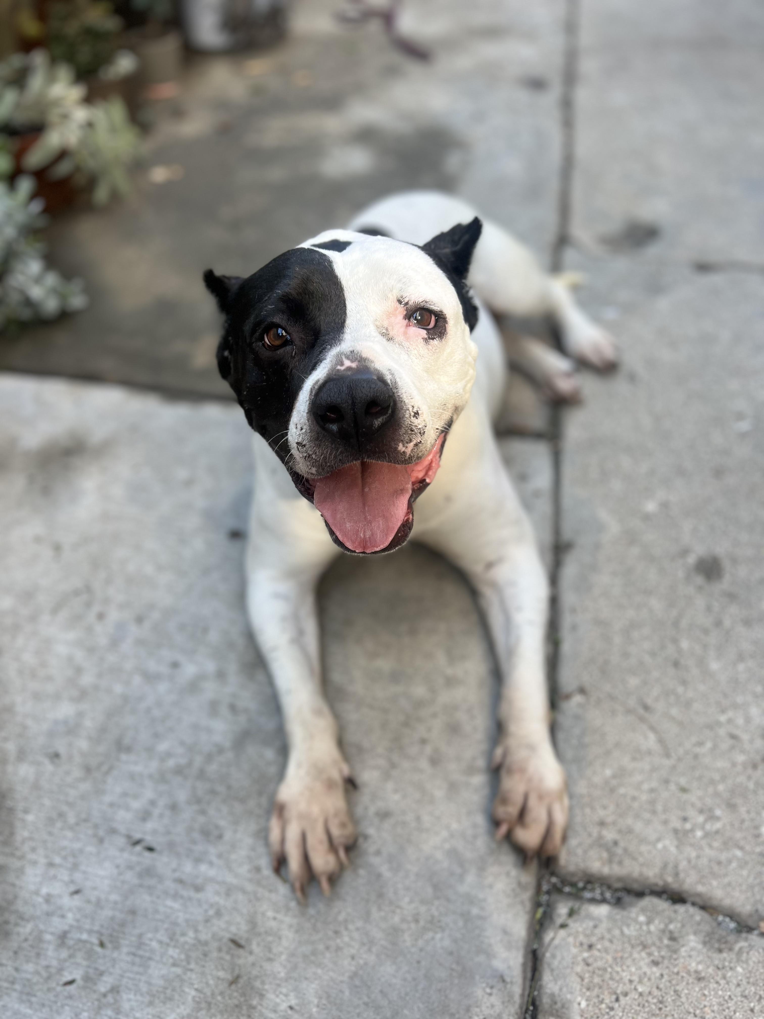 Enlarge Luna (Courtesy Post), a Adoptable mixed breed in Los Angeles, CA image 4/6