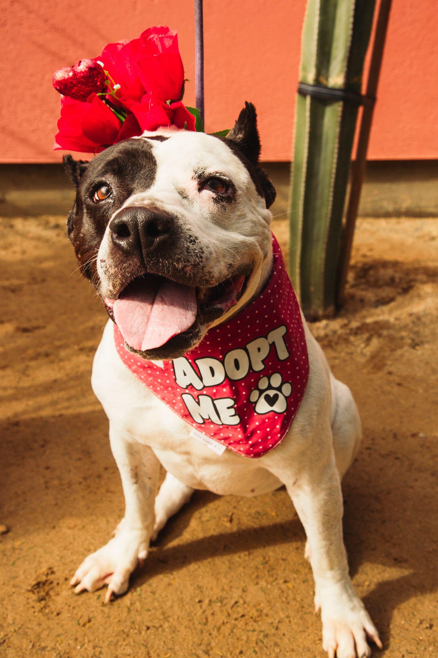 Enlarge Luna (Courtesy Post), a Adoptable mixed breed in Los Angeles, CA image 6/6