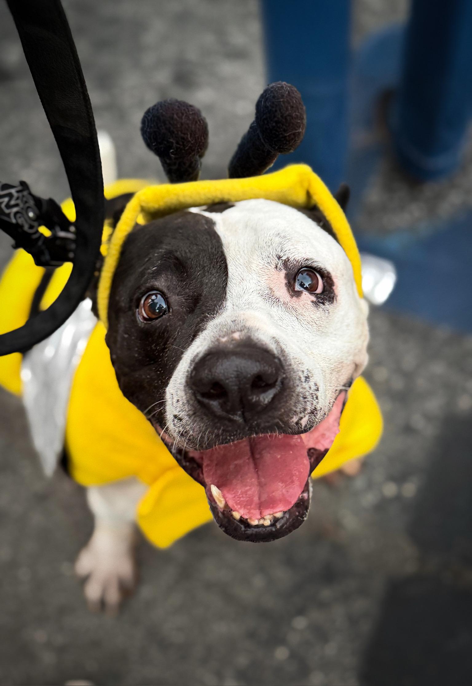 Enlarge Luna (Courtesy Post), a Adoptable mixed breed in Los Angeles, CA image 5/6