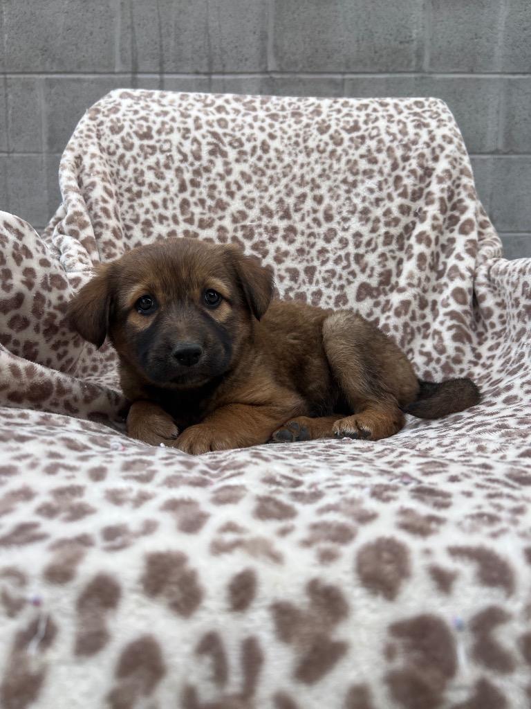 Enlarge Queen, a Adoptable mixed breed in Murray, KY image 1/6