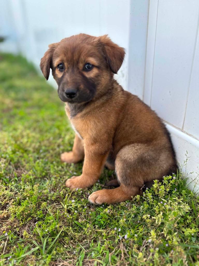 Enlarge Queen, a Adoptable mixed breed in Murray, KY image 2/6