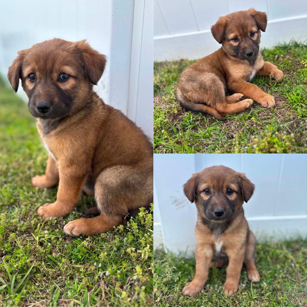 Enlarge Queen, a Adoptable mixed breed in Murray, KY image 3/6