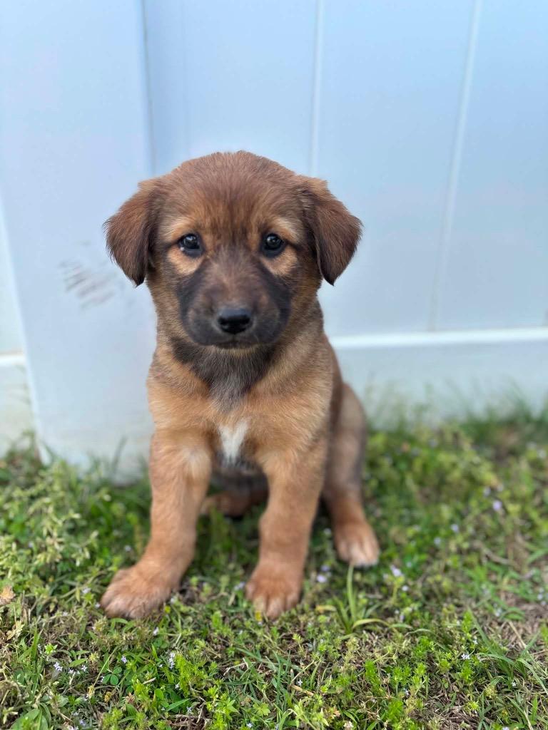Enlarge Queen, a Adoptable mixed breed in Murray, KY image 4/6