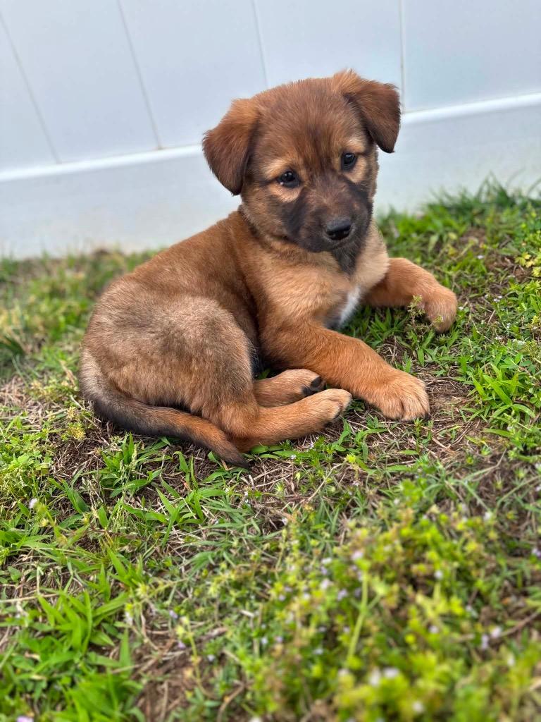 Enlarge Queen, a Adoptable mixed breed in Murray, KY image 5/6