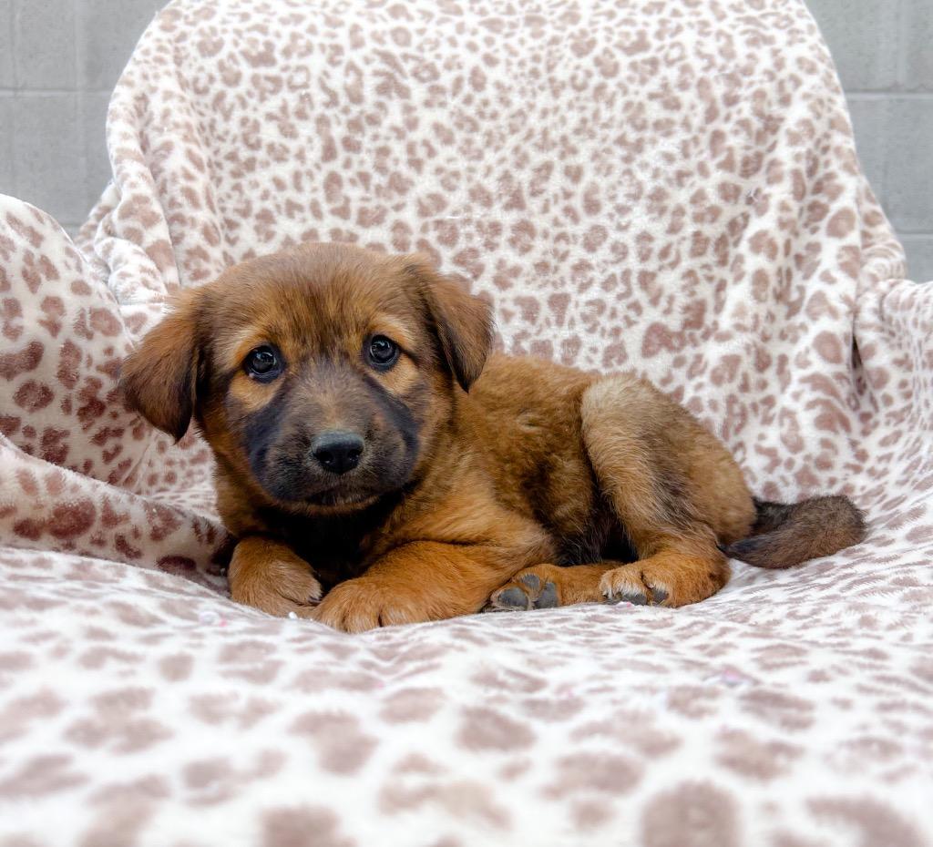 Enlarge Queen, a Adoptable mixed breed in Murray, KY image 6/6