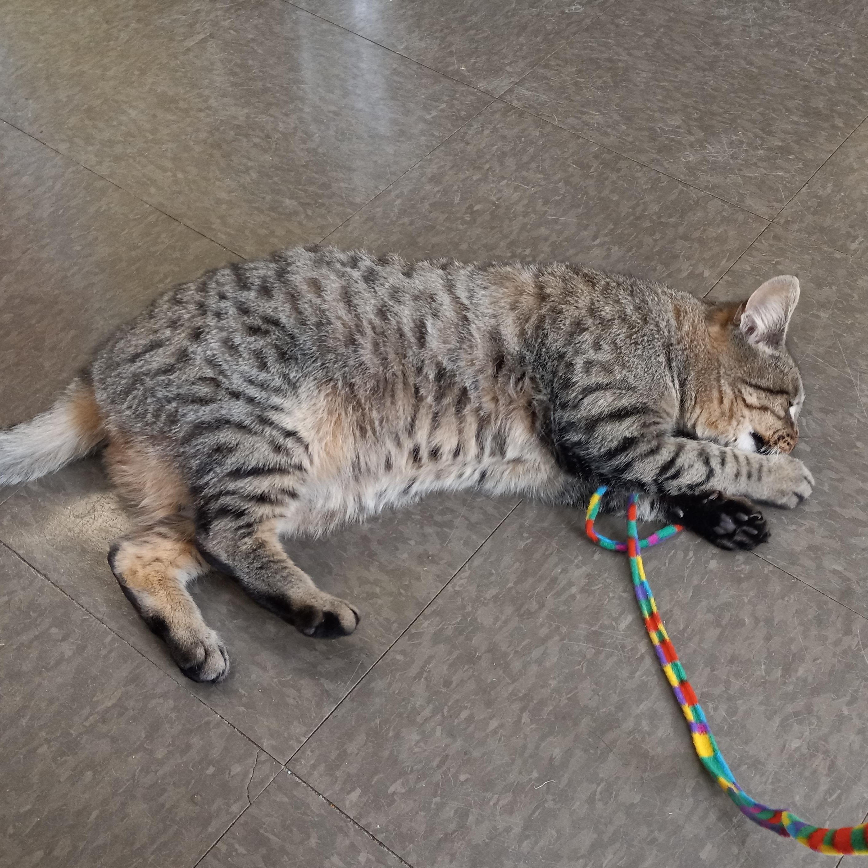 Dickens, a Adoptable American Shorthair in Charlestown, NH image 3/5