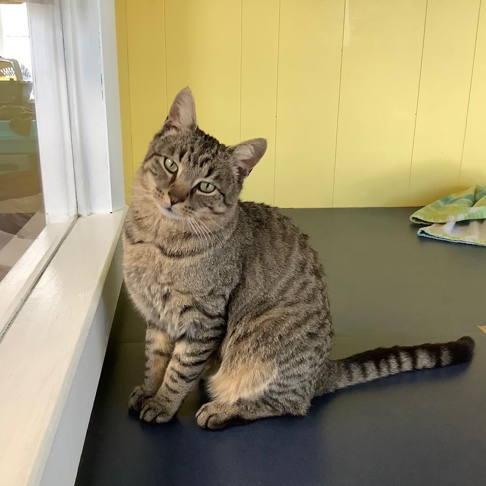 Dickens, a Adoptable American Shorthair in Charlestown, NH image 4/5