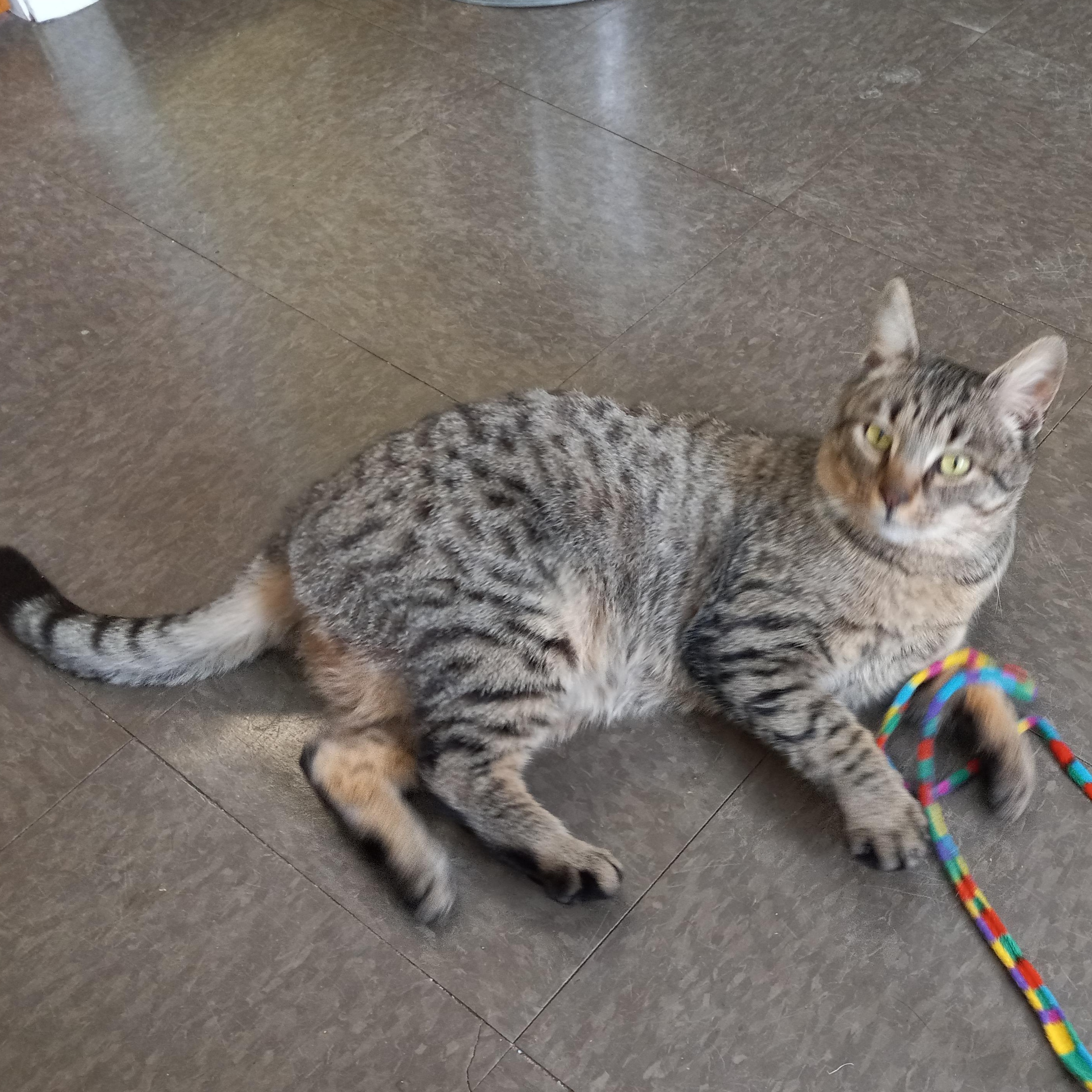 Dickens, Adoptable, Adult Male American Shorthair.