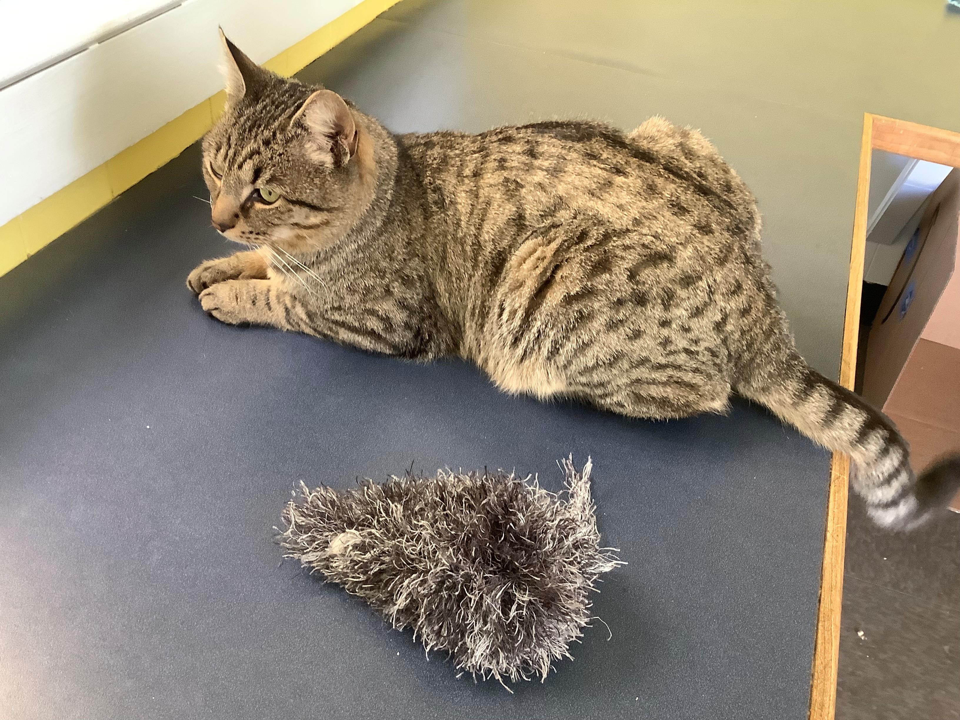 Dickens, a Adoptable American Shorthair in Charlestown, NH image 5/5