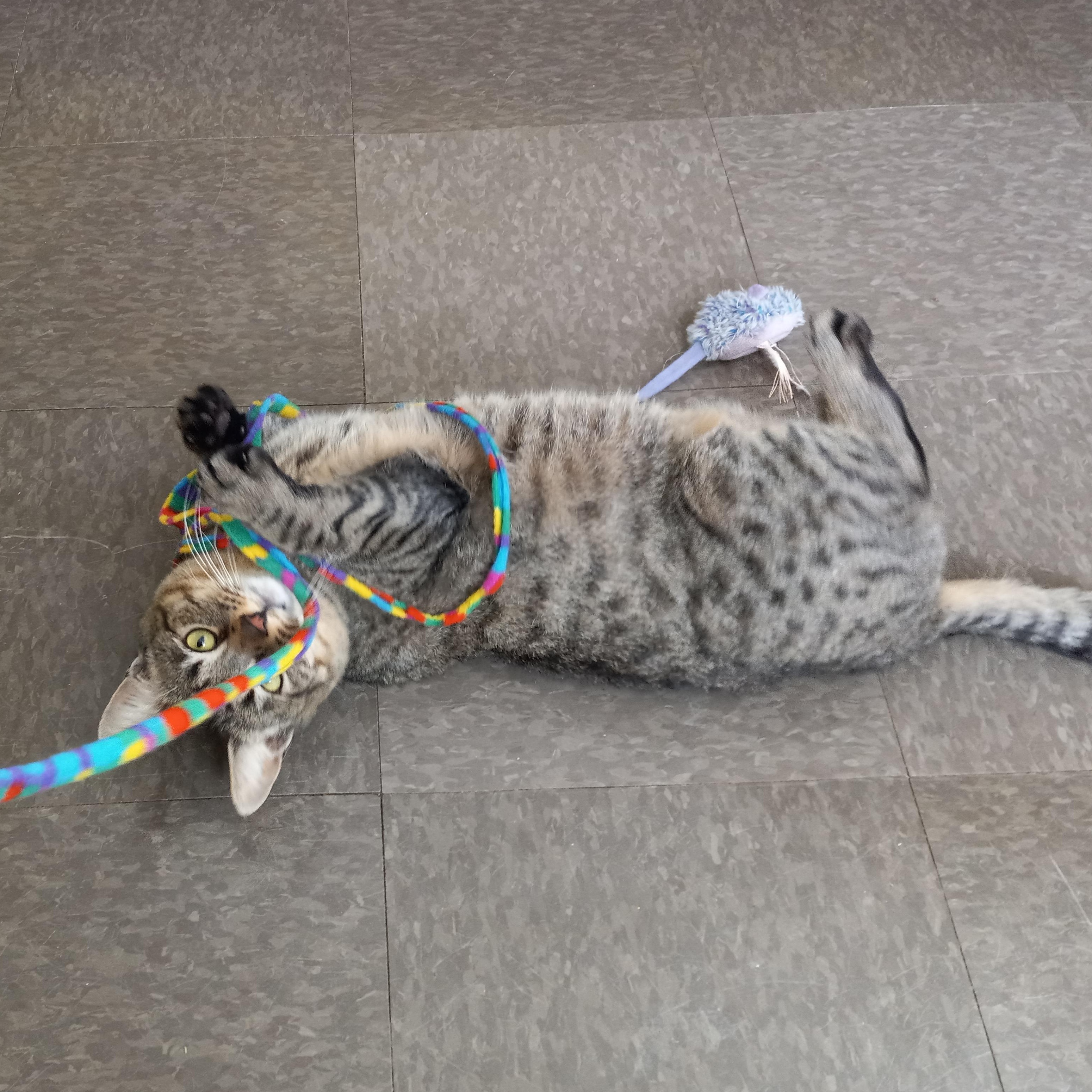 Dickens, a Adoptable American Shorthair in Charlestown, NH image 2/5