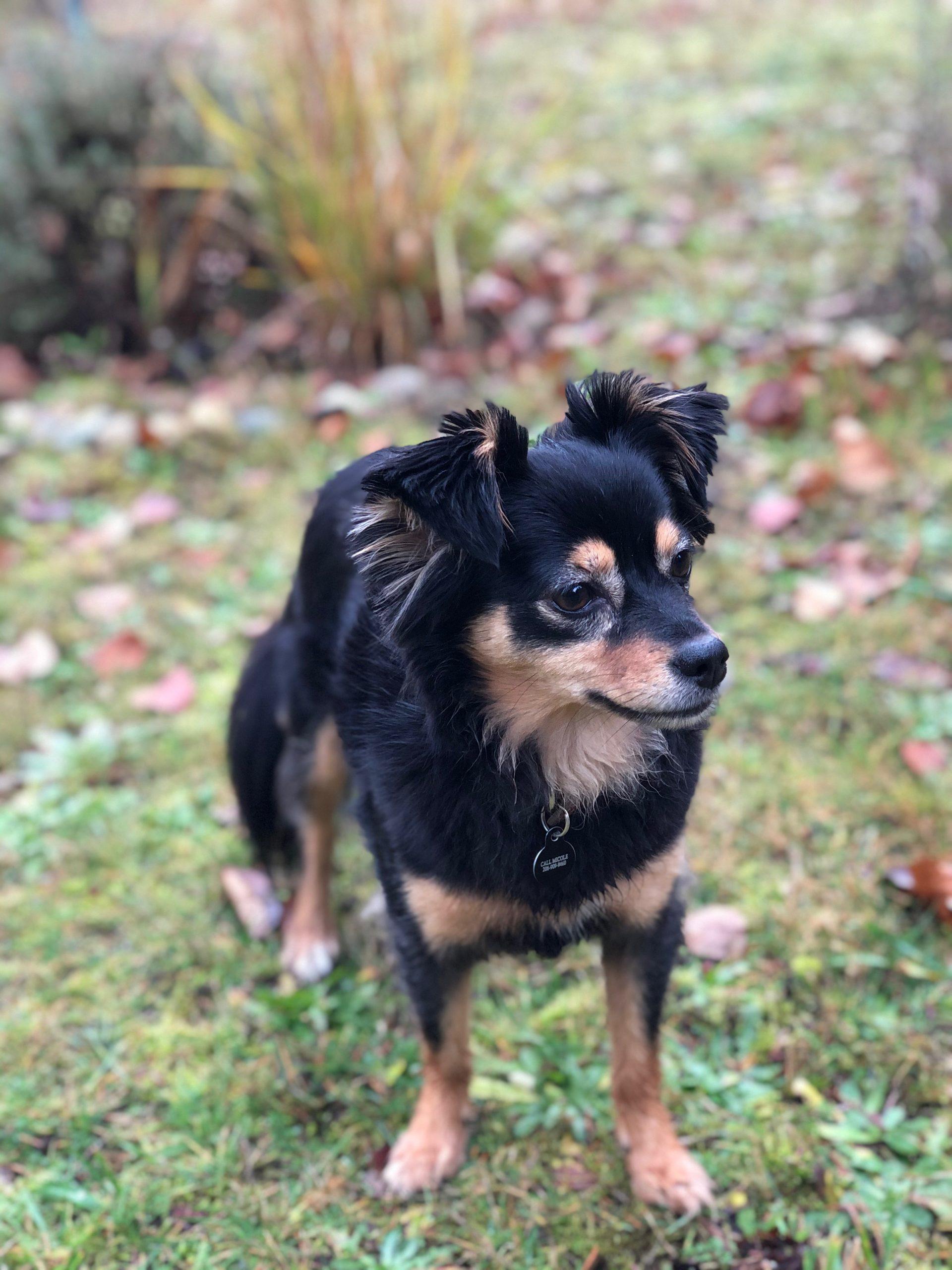 Bailey, a Adoptable mixed breed in Vashon Island, WA image 1/5