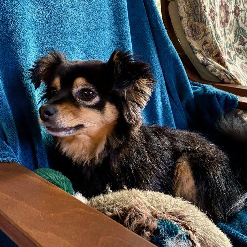 Bailey, a Adoptable mixed breed in Vashon Island, WA image 2/5