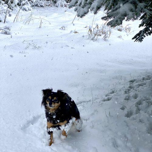 Bailey, a Adoptable mixed breed in Vashon Island, WA image 3/5