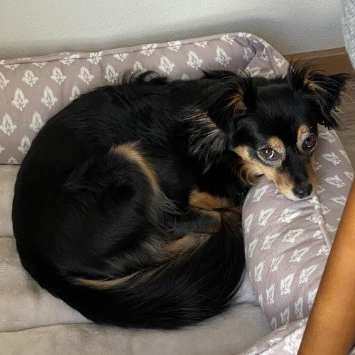 Bailey, a Adoptable mixed breed in Vashon Island, WA image 5/5