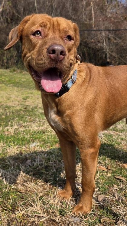 Ozzy — thumbnail 2