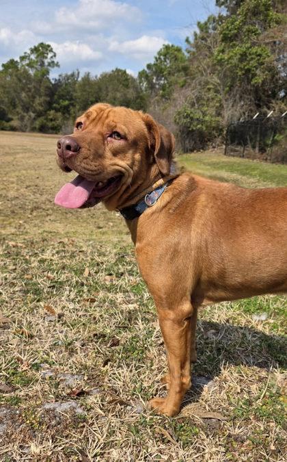 Ozzy — thumbnail 3