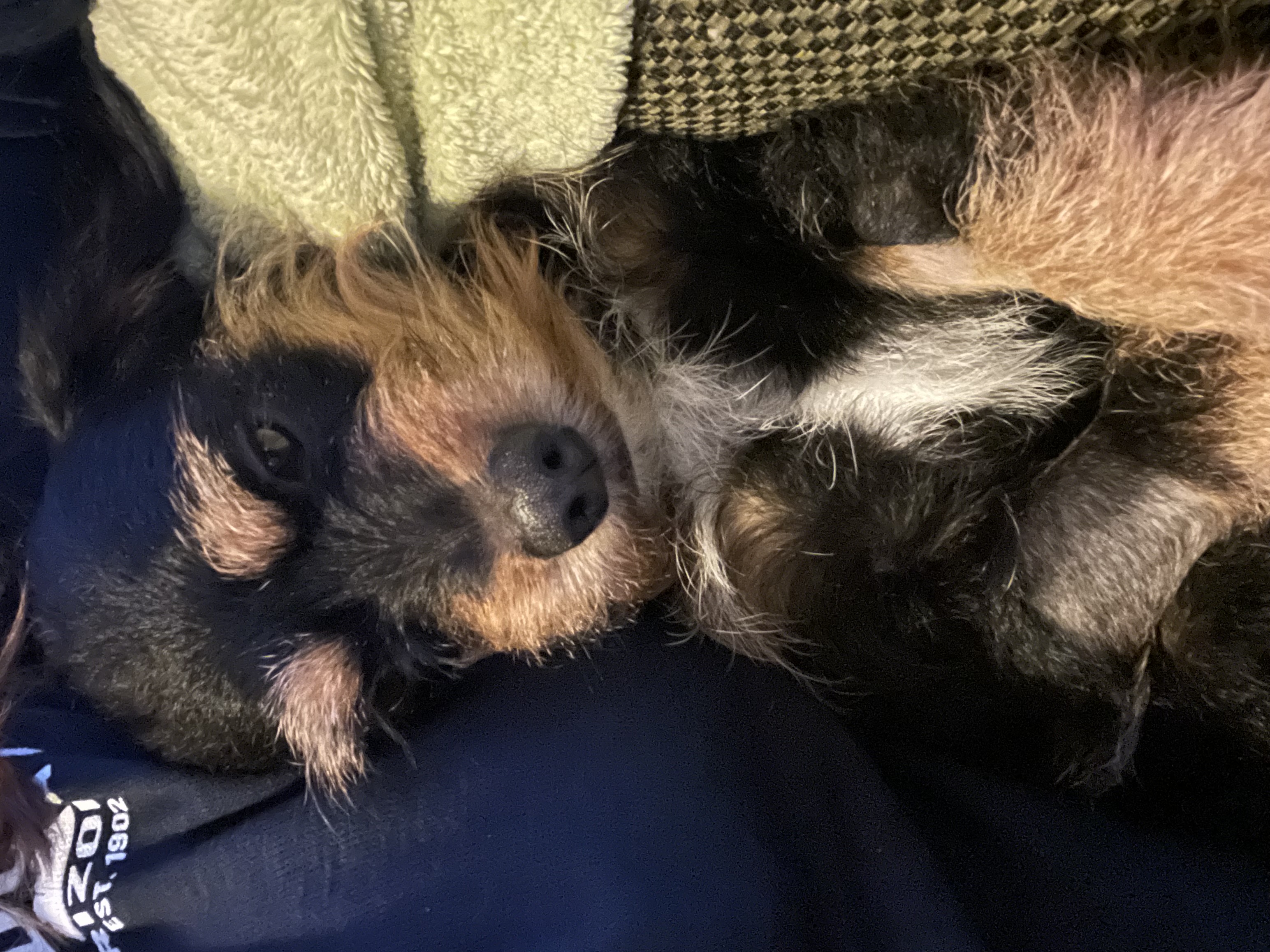 Enlarge Darcy, a Adoptable mixed breed in Laguna Hills, CA image 4/6