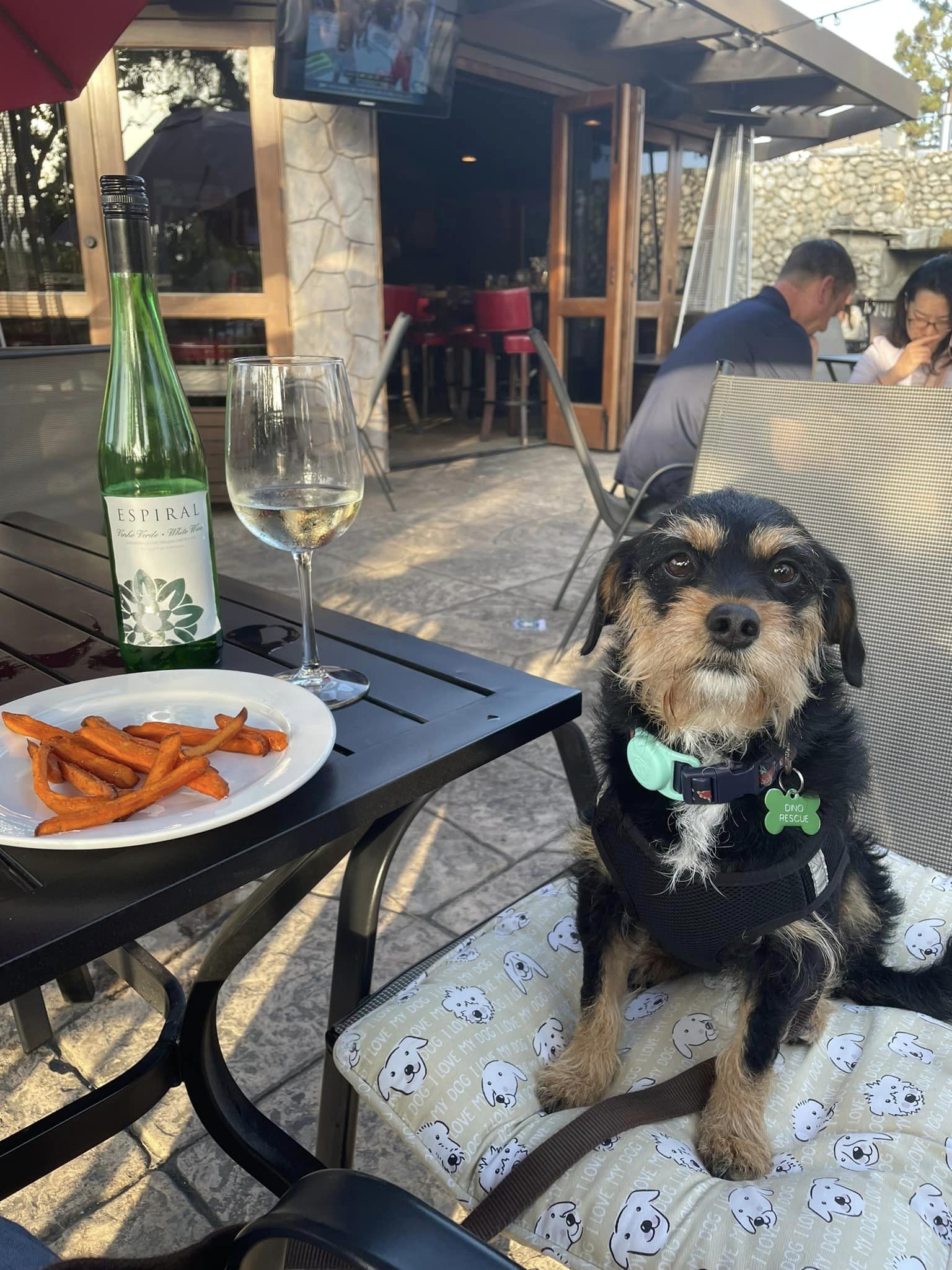 Darcy, Adoptable, Adult Female Schnauzer & Poodle.