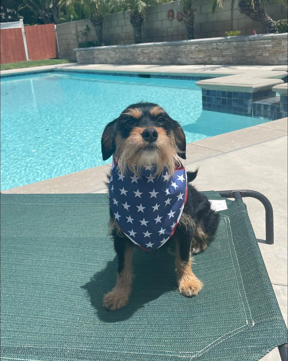 Enlarge Darcy, a Adoptable mixed breed in Laguna Hills, CA image 2/6