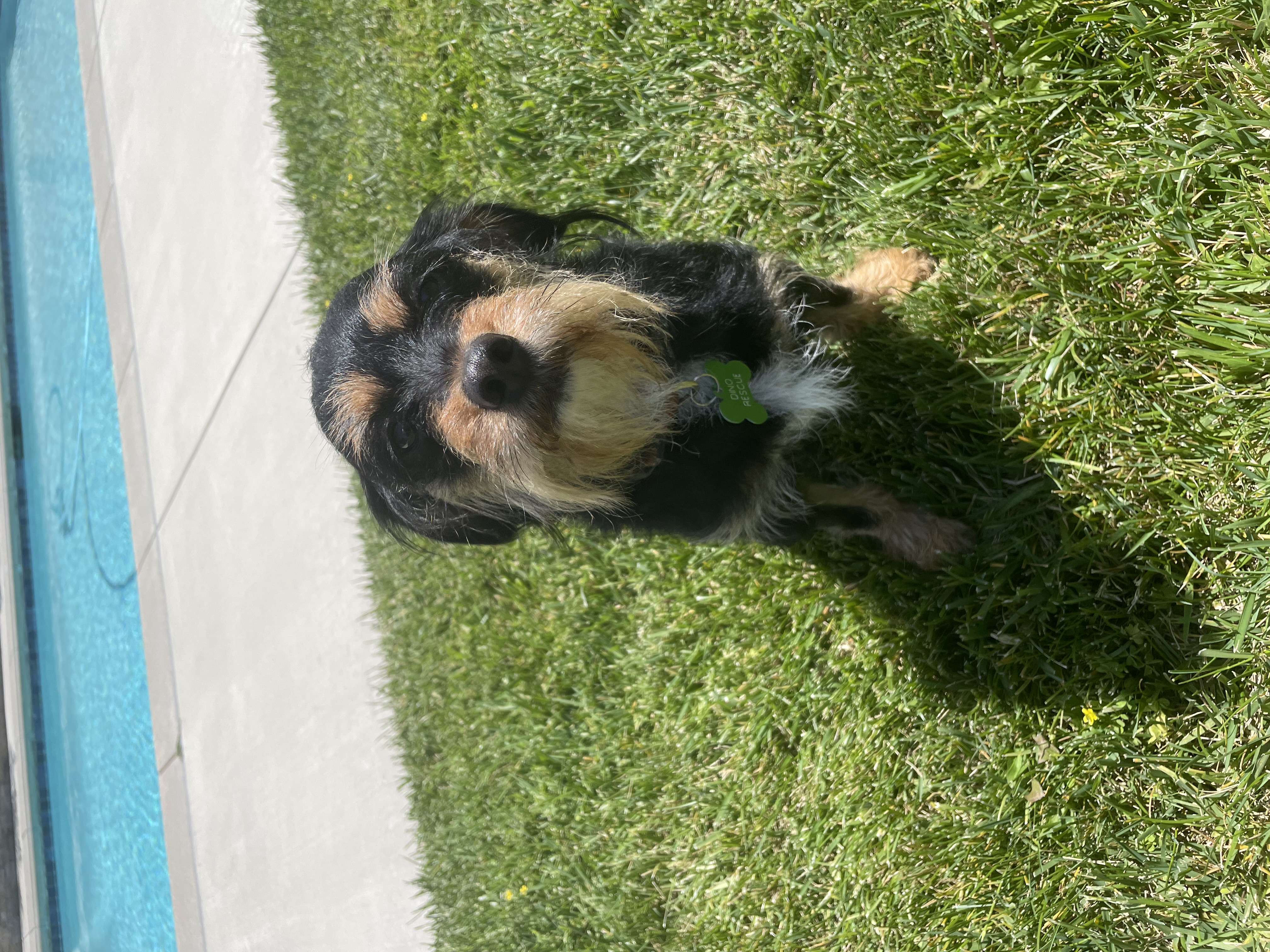 Enlarge Darcy, a Adoptable mixed breed in Laguna Hills, CA image 3/6