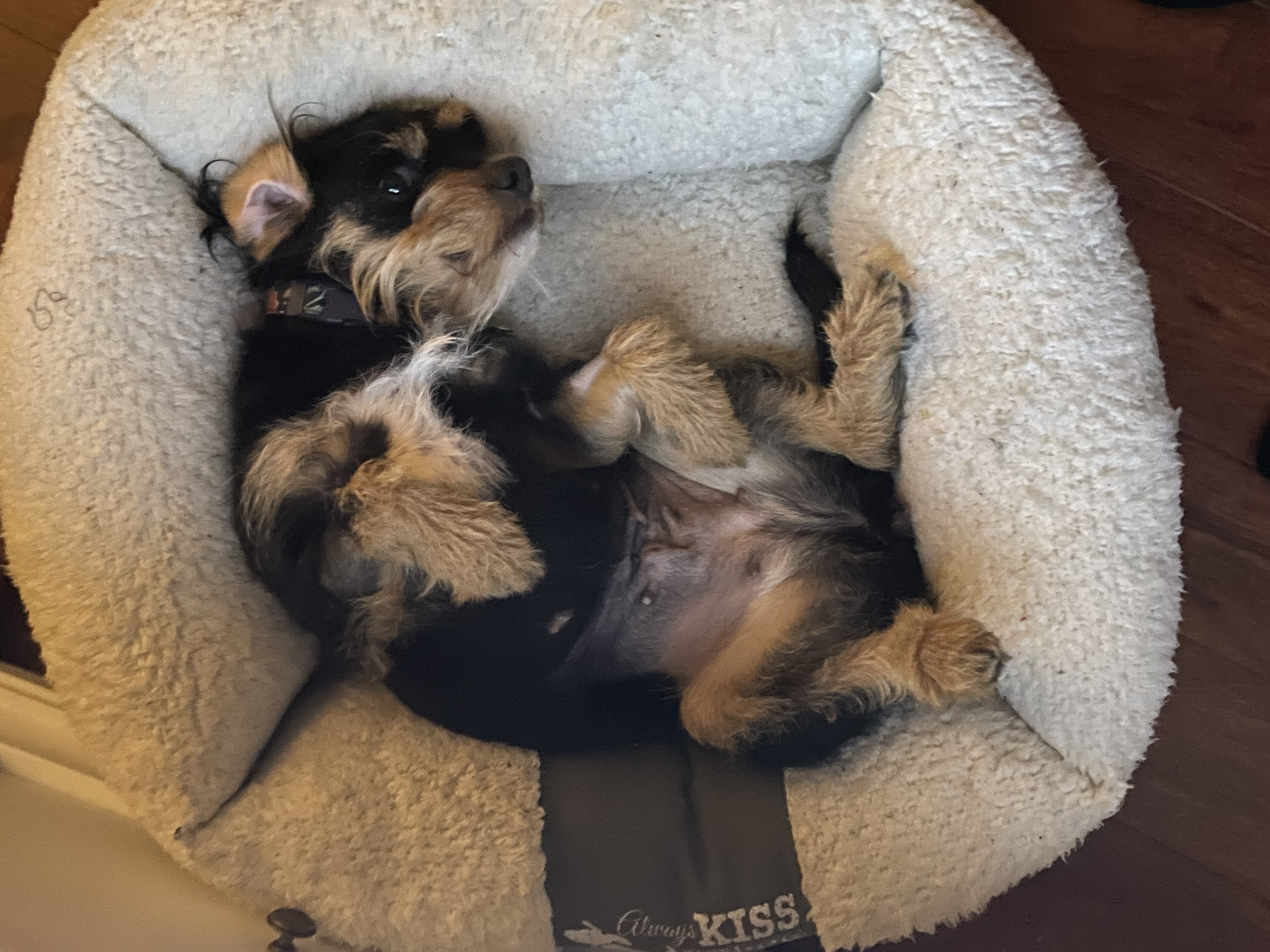 Enlarge Darcy, a Adoptable mixed breed in Laguna Hills, CA image 6/6