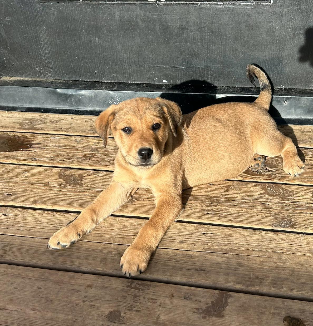 Rayna, a Adoptable mixed breed in Calgary, AB image 3/5