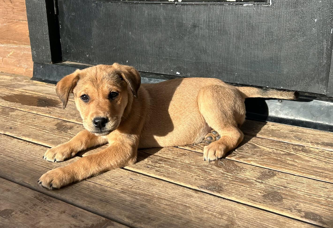 Rayna, a Adoptable mixed breed in Calgary, AB image 5/5