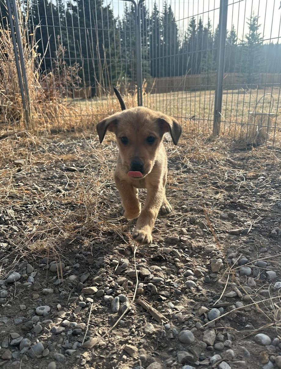 Rayna, a Adoptable mixed breed in Calgary, AB image 2/5