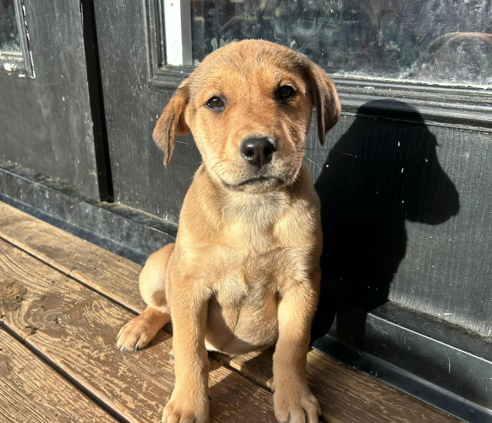 Rayna, a Adoptable mixed breed in Calgary, AB image 1/5