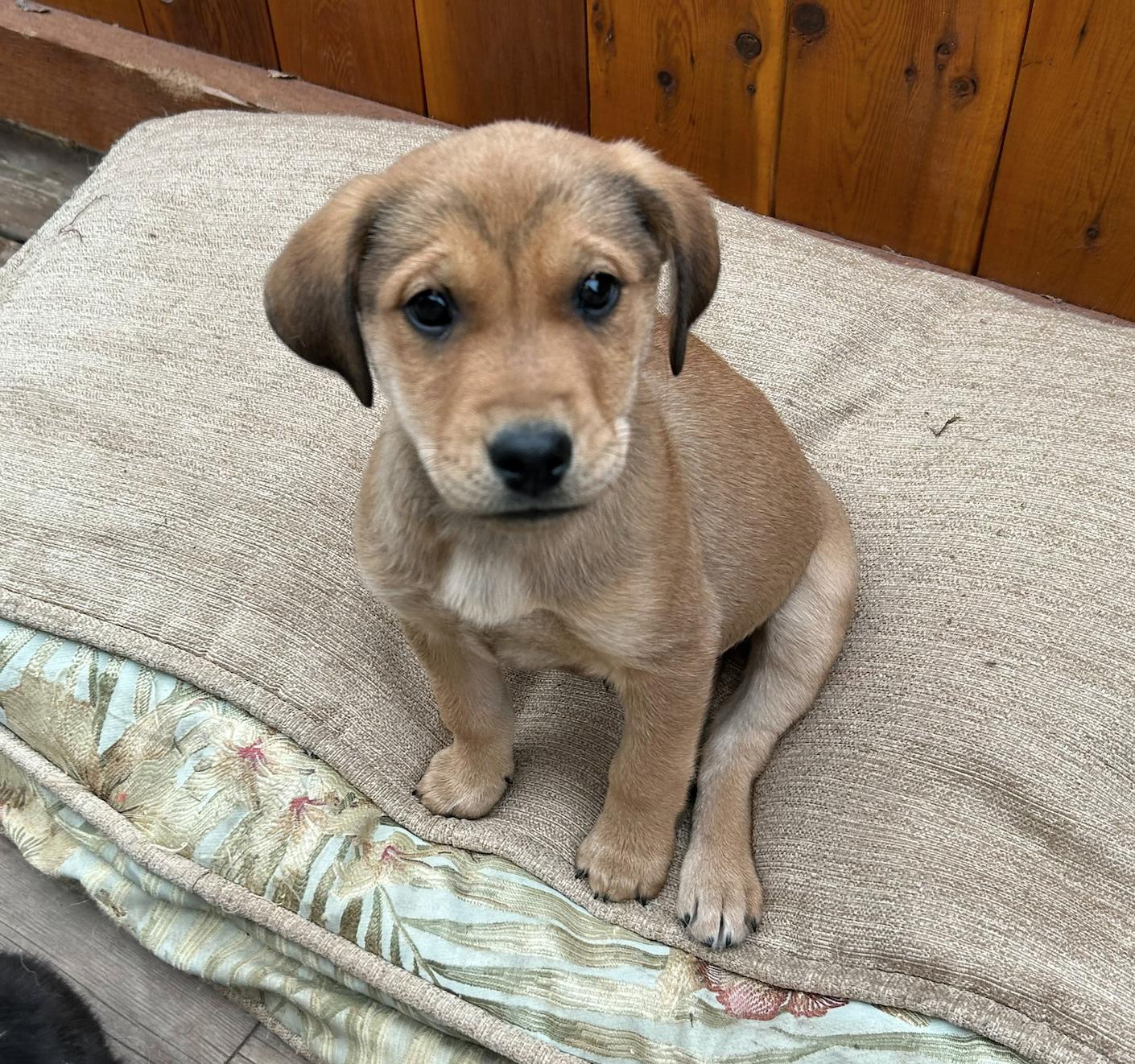 Rayna, a Adoptable mixed breed in Calgary, AB image 4/5