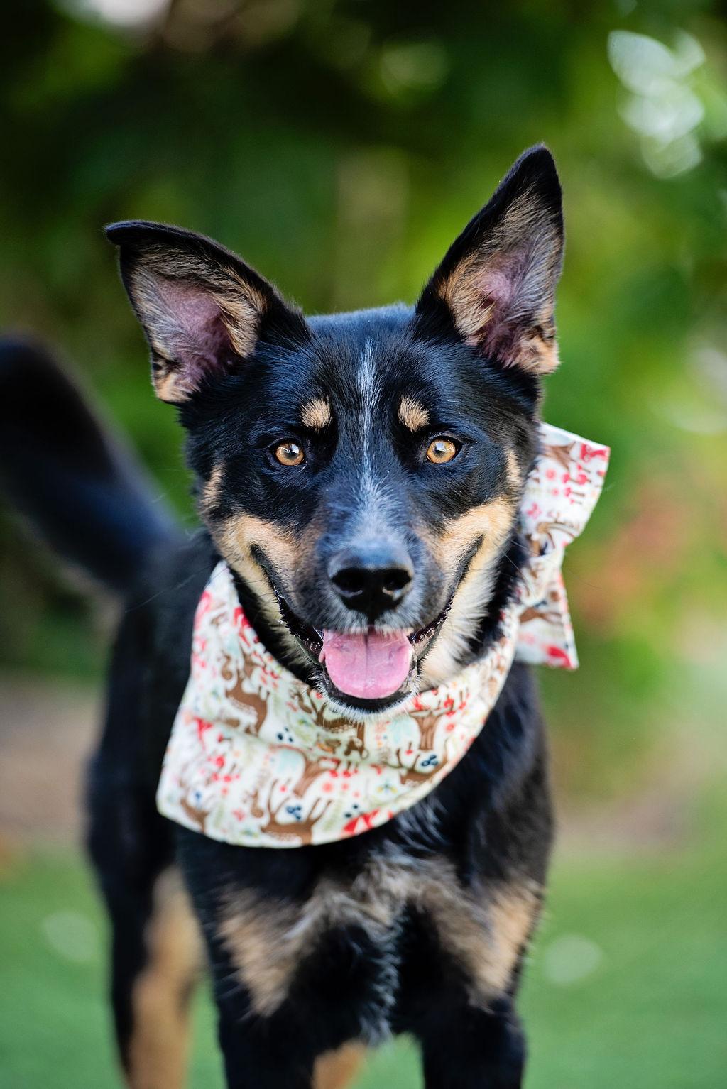 Enlarge D'Lila, a Adoptable mixed breed in Los Angeles, CA image 2/6