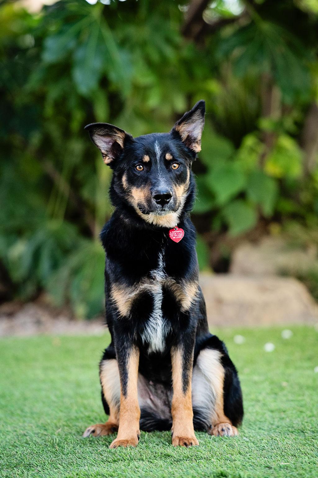 Enlarge D'Lila, a Adoptable mixed breed in Los Angeles, CA image 3/6