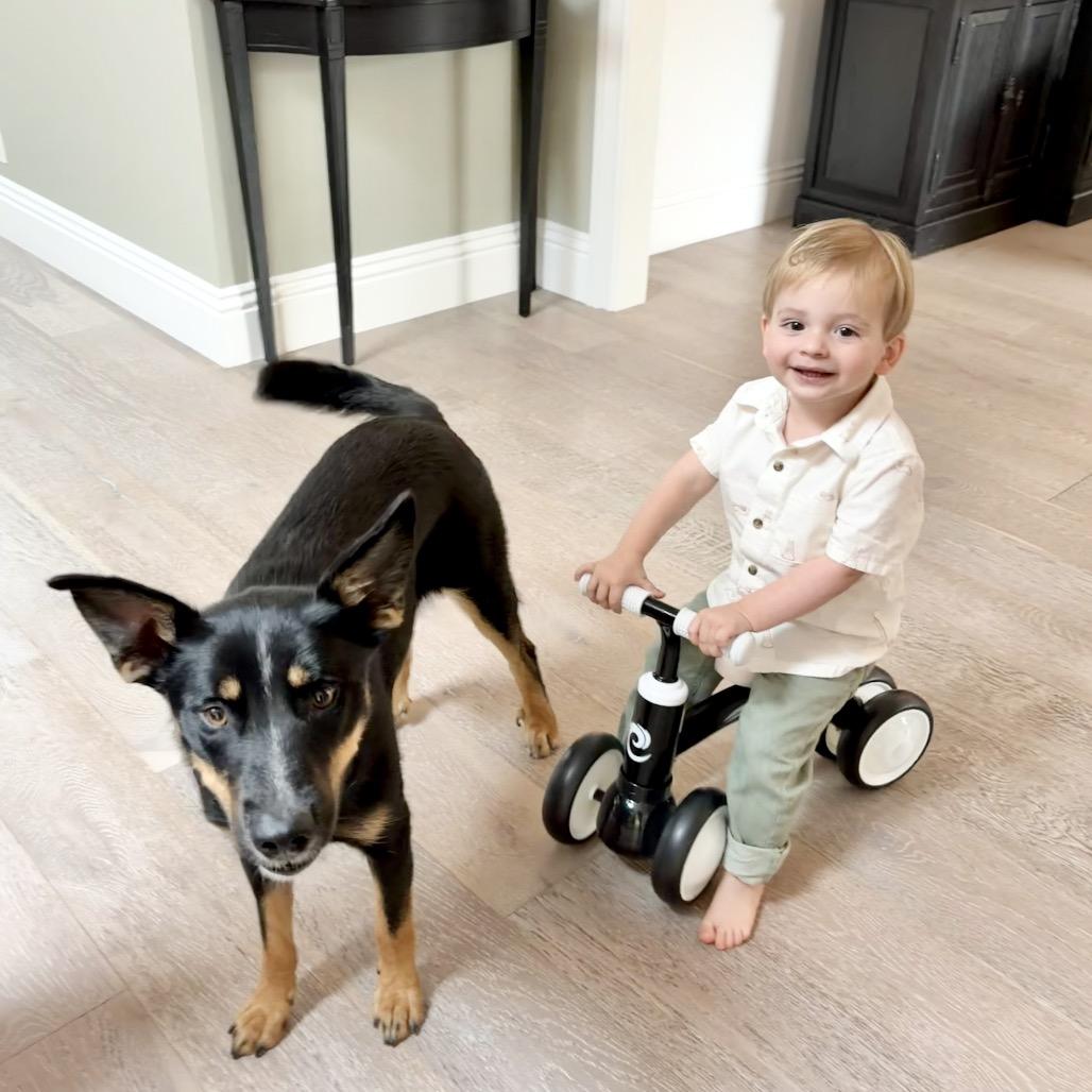 Enlarge D'Lila, a Adoptable mixed breed in Los Angeles, CA image 1/6