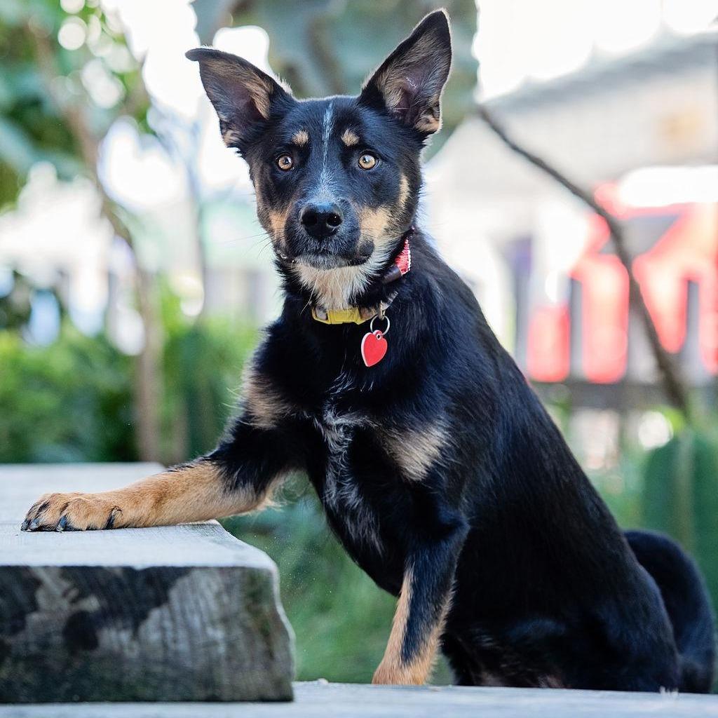 Enlarge D'Lila, a Adoptable mixed breed in Los Angeles, CA image 2/6