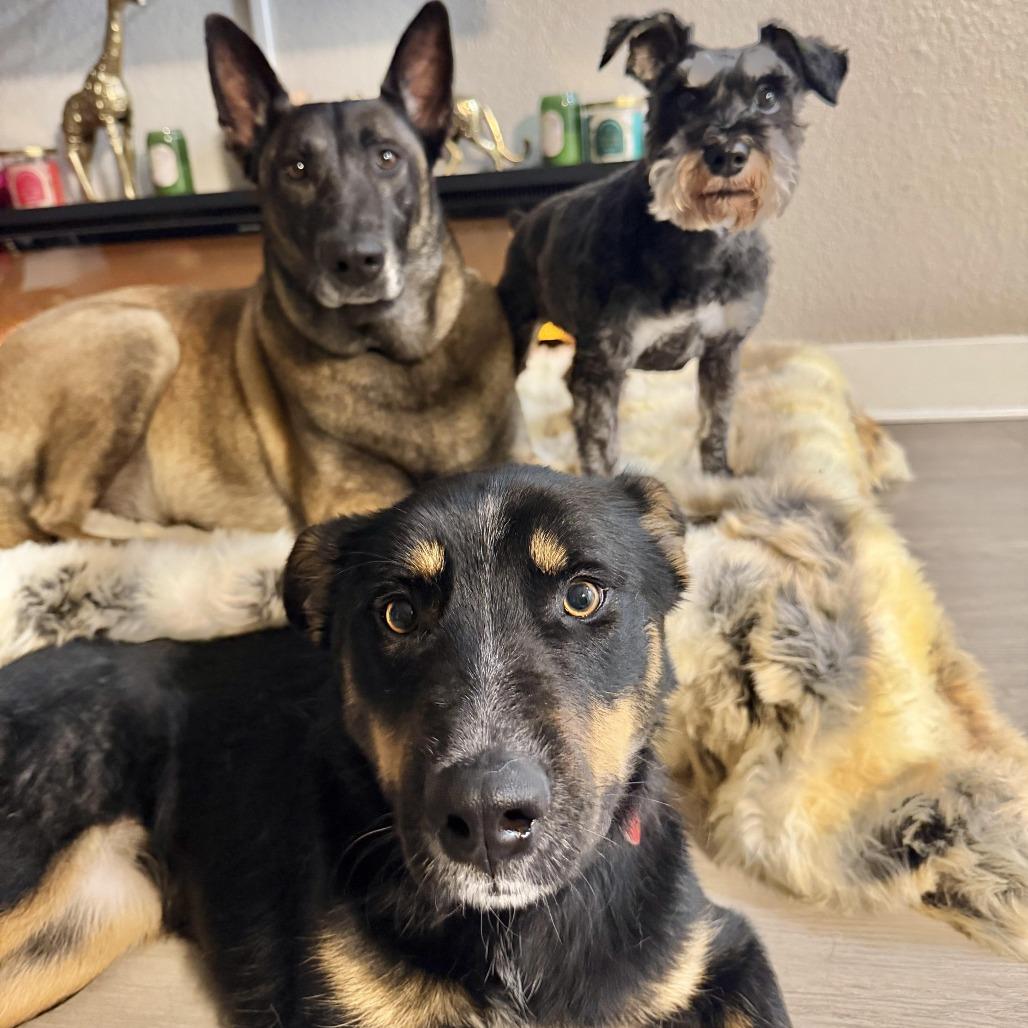 Enlarge D'Lila, a Adoptable mixed breed in Los Angeles, CA image 3/6