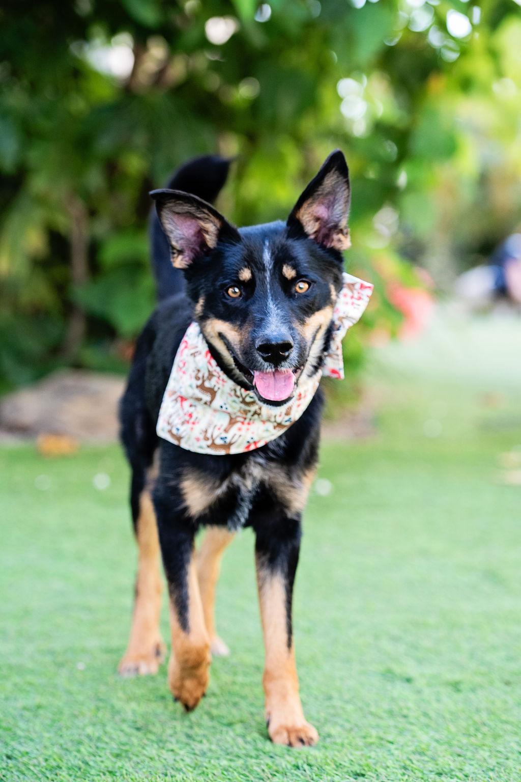 Enlarge D'Lila, a Adoptable mixed breed in Los Angeles, CA image 1/6