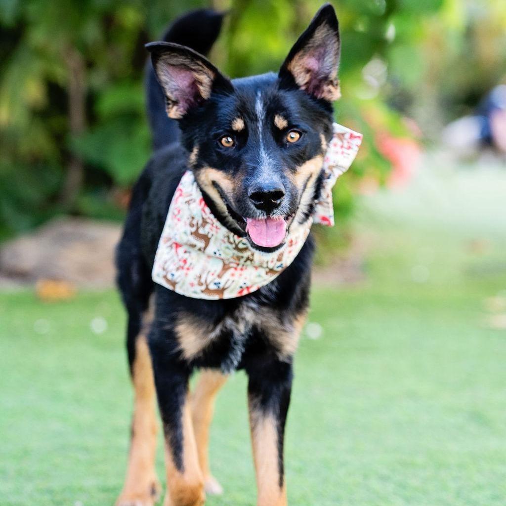 Enlarge D'Lila, a Adoptable mixed breed in Los Angeles, CA image 4/6