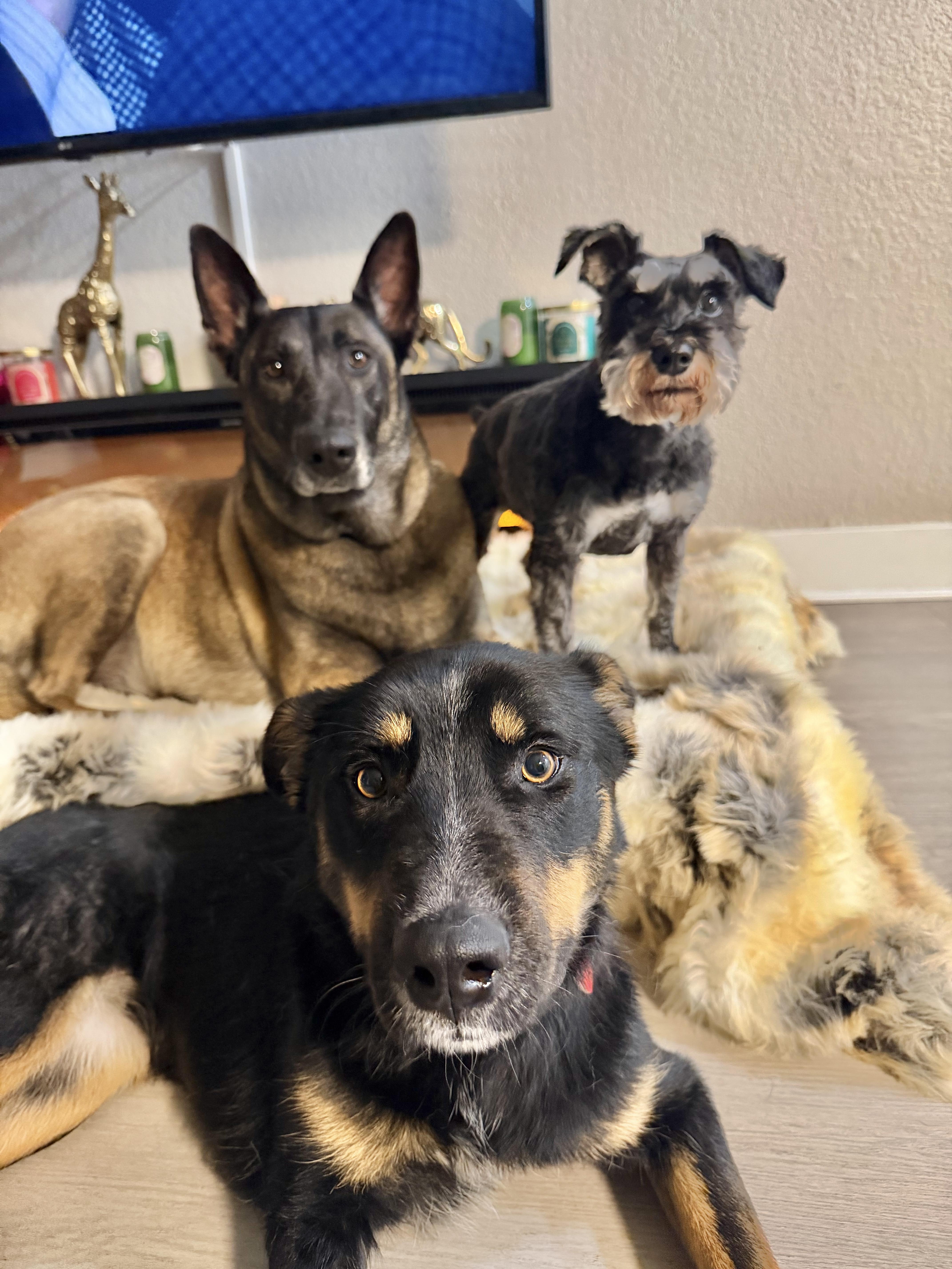 Enlarge D'Lila, a Adoptable mixed breed in Los Angeles, CA image 5/6