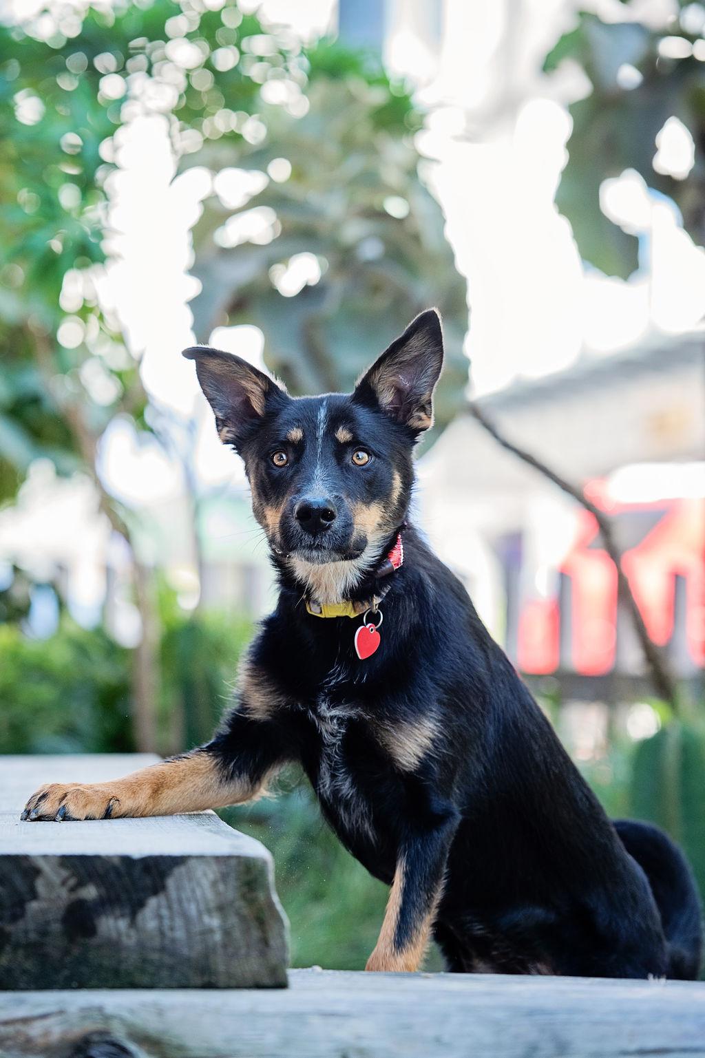 Enlarge D'Lila, a Adoptable mixed breed in Los Angeles, CA image 6/6